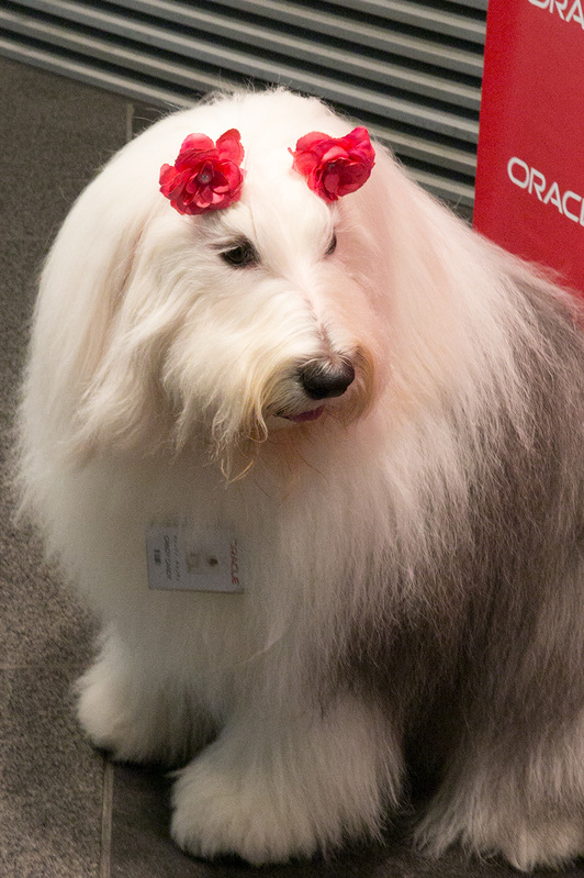 日本オラクルの社員犬キャンディも赤い花のリボンを付けて参加